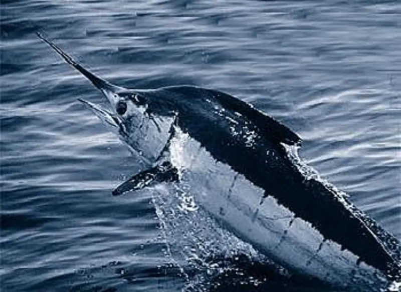 A blue marlin breaking the surface of the open ocean, its long bill pointed forward