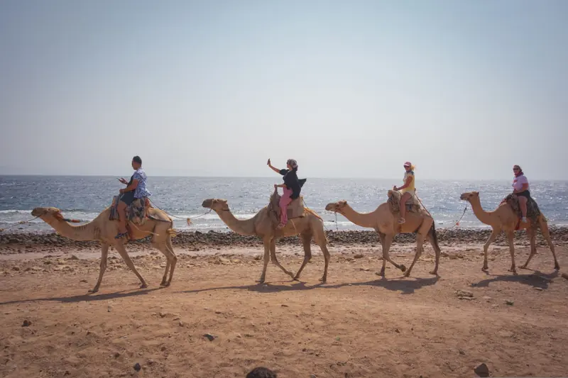 Personas montadas en camellos caminando por la orilla del mar