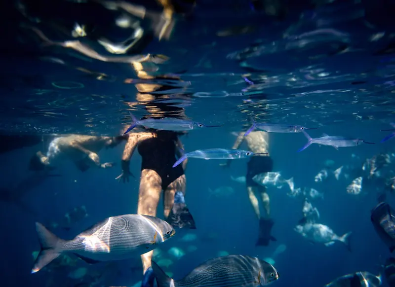Two snorkelers at the surface with reef fish swimming close to the camera