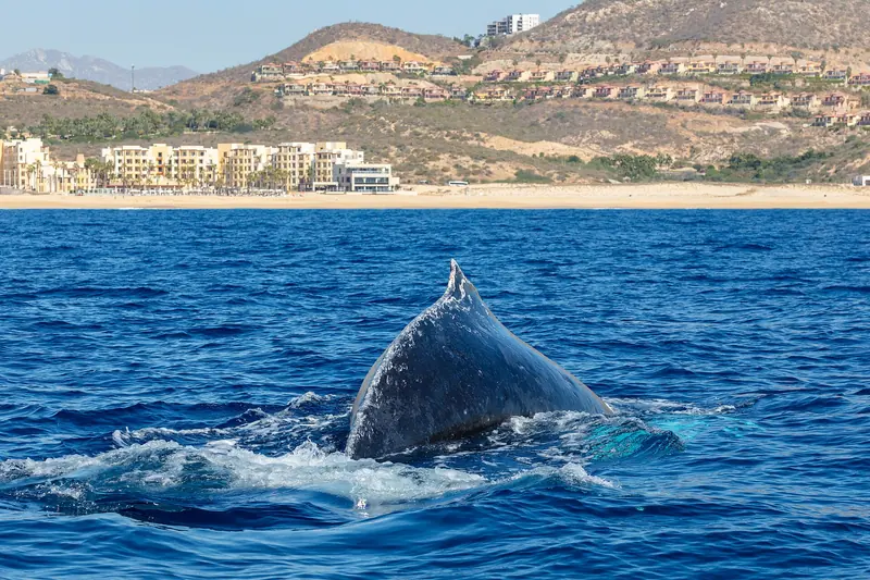 Ballena jorobada saliendo a respirar frente a la costa de Cabo San Lucas, diciembre de 2024
