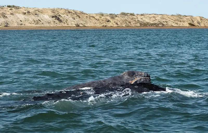 Gray whale and its calf swimming at the surface of the bay at Puerto Adolfo López Mateos