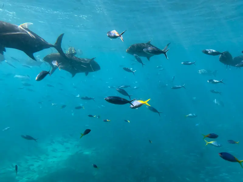Underwater view of jacks and reef fish swimming in clear blue water