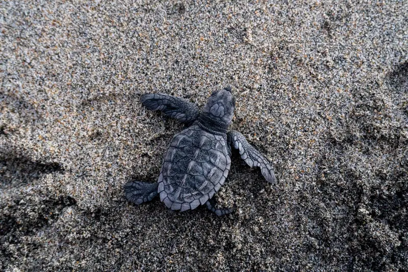 A dark sea turtle hatchling crawling over damp sand