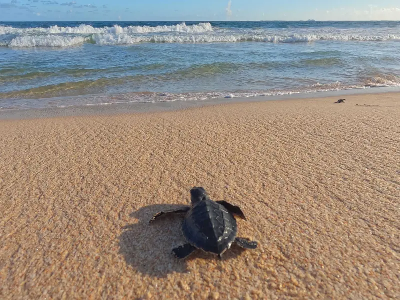 A baby sea turtle crawling across wet sand toward the waves
