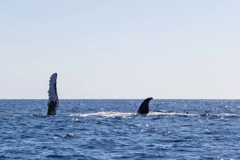 Aletas dorsales de dos ballenas jorobadas en la superficie frente a Cabo San Lucas, con la costa al fondo