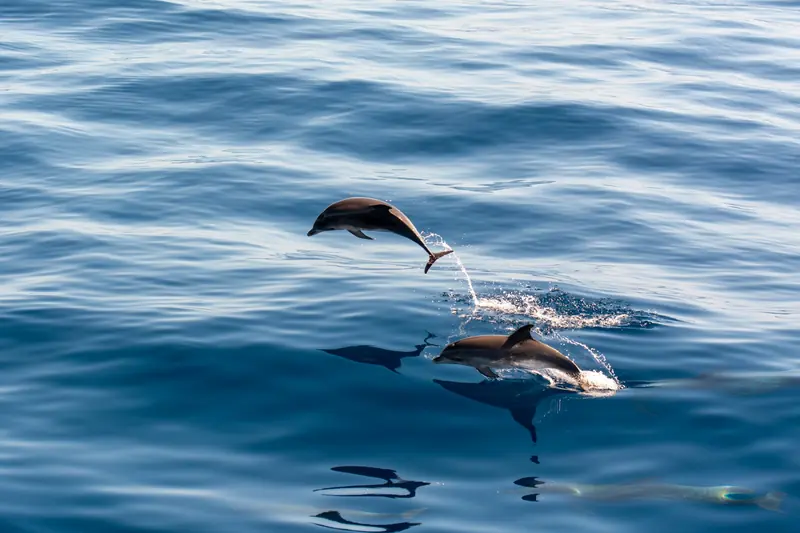 Dolphins leaping out of the sea in a group