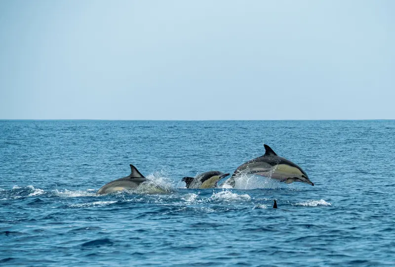 Three dolphins surfacing together on open blue water