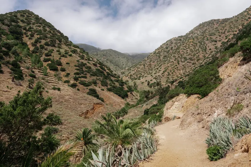 Un camino de tierra por un cañón seco con agaves, palmas y cerros verdes a los lados