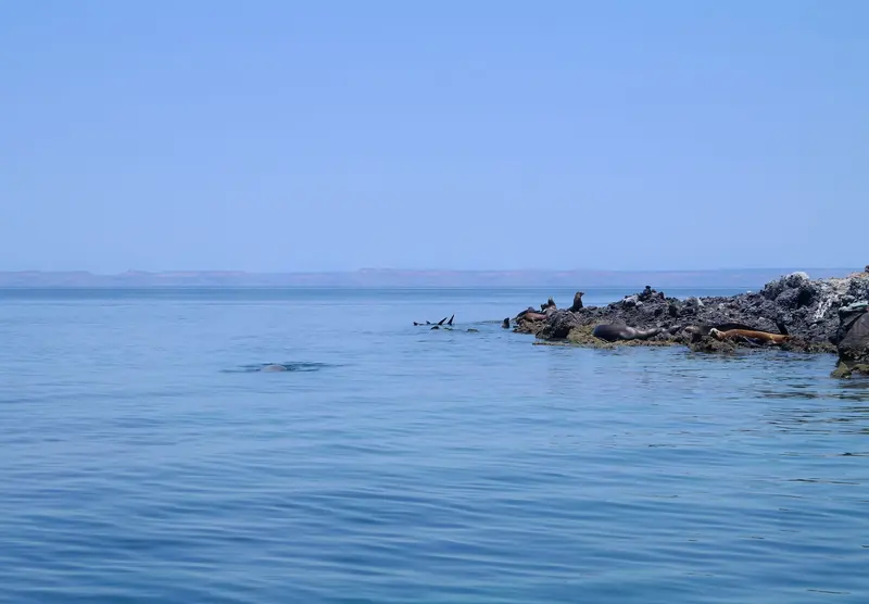 Lobos marinos descansando sobre rocas junto a agua tranquila, cerca de La Paz