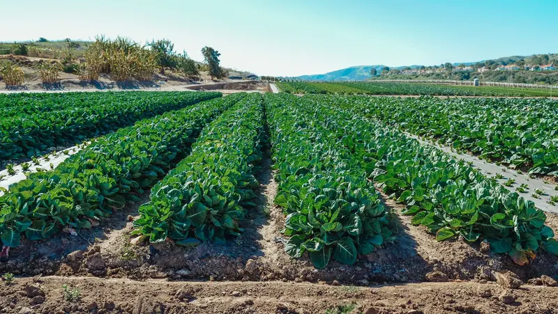 Rows of green vegetable crops on a farm with dry hills in the distance