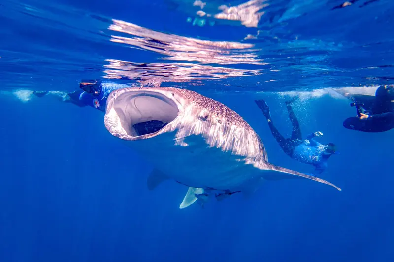 Tiburón ballena de boca abierta nadando cerca de la superficie junto a buzos en agua azul