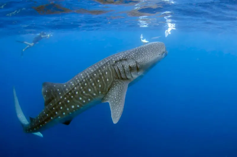 Un tiburón ballena de lado en agua azul profunda, con manchas claras sobre el lomo