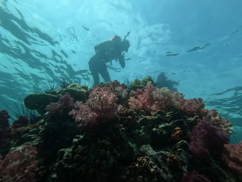 Un buzo nadando sobre un arrecife de coral en agua azul