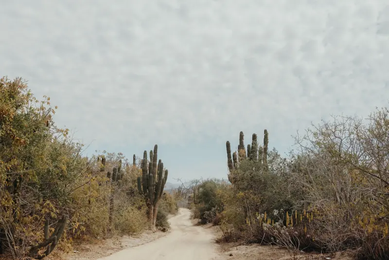Camino de terracería con cactus altos, típico del campo de Baja California Sur