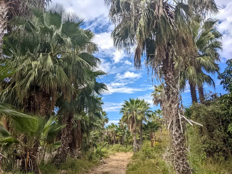Dirt lane between tall fan palms in Las Flores, Todos Santos, under a blue sky