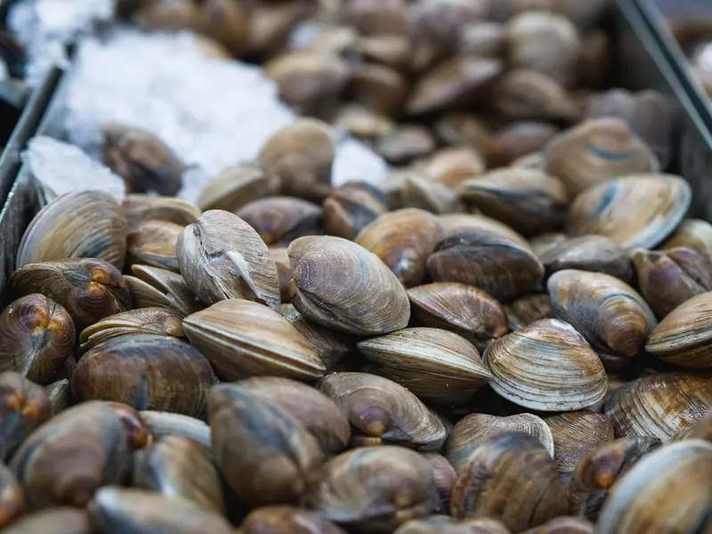 Almejas frescas con concha amontonadas sobre hielo picado