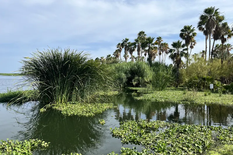 The San José del Cabo estuary