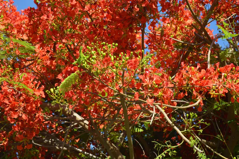 Flowering tree in the gardens of Royal Solaris Los Cabos