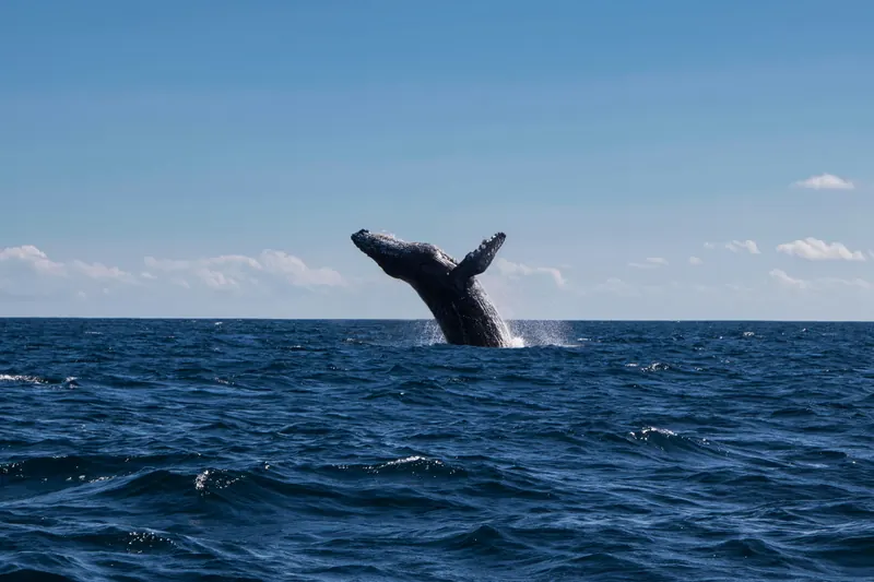 A humpback whale breaching in open water off Cabo San Lucas