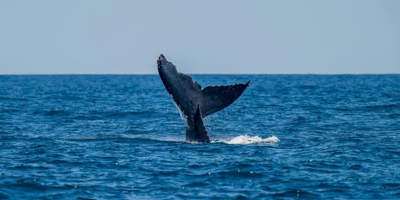 Humpback whale tail rising out of deep blue water off Los Cabos