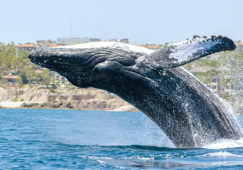 A humpback whale breaching close to shore off Los Cabos, with the coastline and buildings behind it