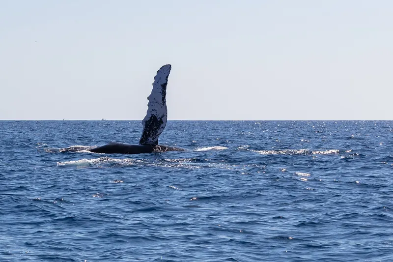 Humpback whale raising a pectoral fin above the blue sea off Los Cabos
