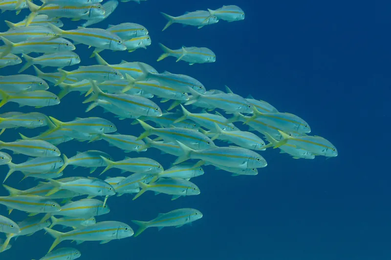 A school of yellow-striped reef fish swimming in clear blue water off Pelican Rock in Cabo San Lucas