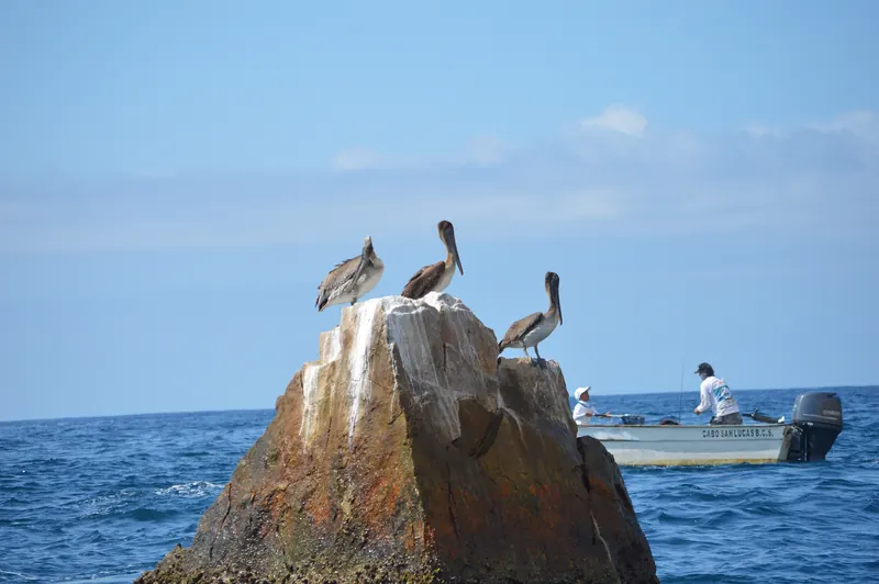 Brown pelicans perched on a rock at Land's End