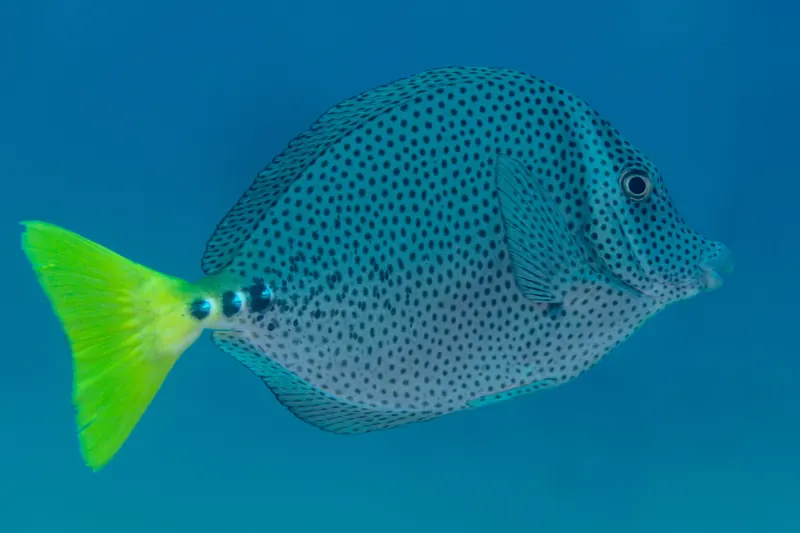 A yellowtail surgeonfish underwater at Cabo San Lucas