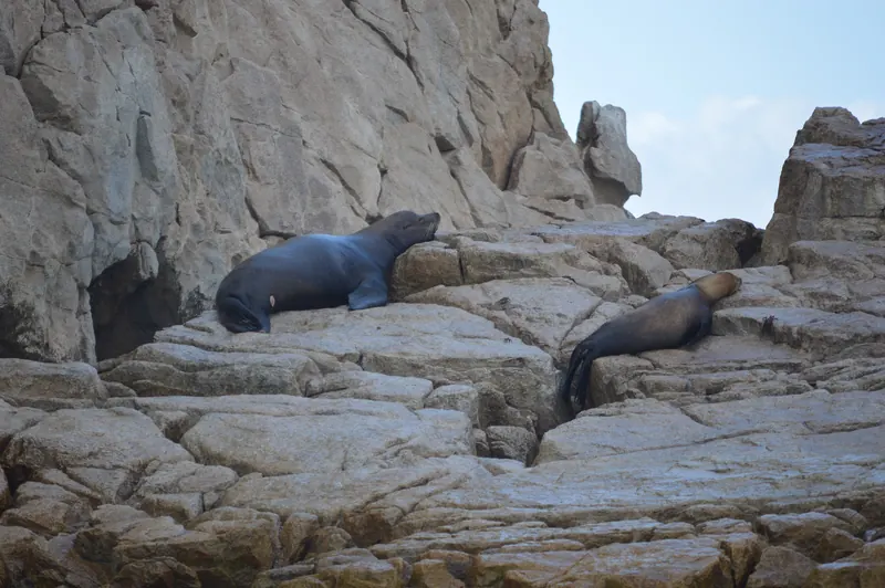 Two sea lions asleep on the granite at Land's End