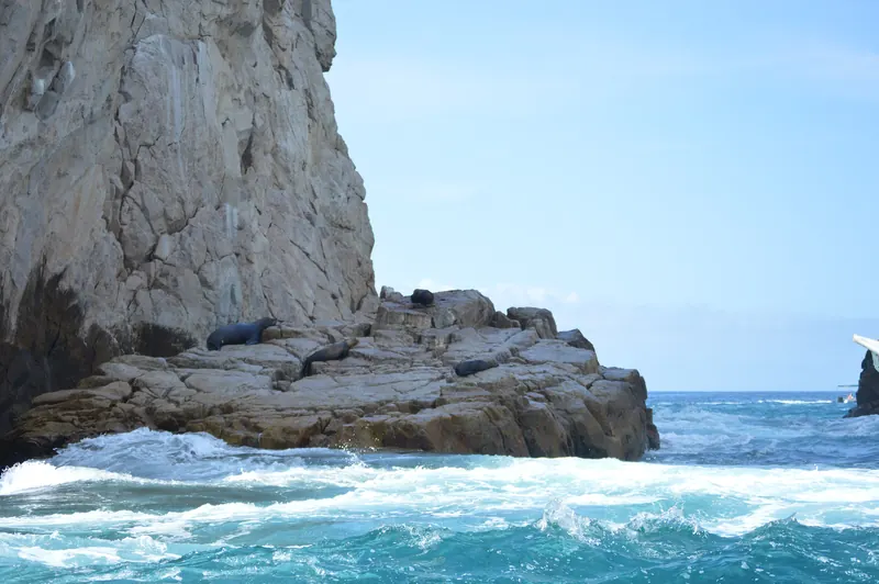 Sea lions on a ledge above the surf at Land's End