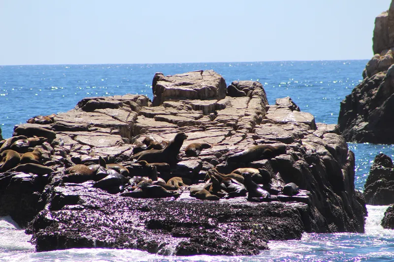 A crowded sea lion colony on a rock at Cabo San Lucas
